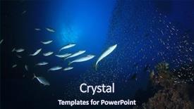  Presentation with tuna fish - Cool new PPT layouts with tuna fish hunting sardines backdrop and a navy blue colored foreground