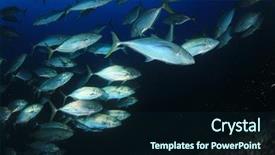  Presentation with tuna fish - Beautiful presentation theme featuring tuna fish in ocean backdrop and a wine colored foreground