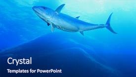  Presentation with tuna fish - Beautiful presentation design featuring tuna fish in ocean backdrop and a dark gray colored foreground