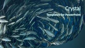  Presentation with fish tuna - Audience pleasing PPT layouts consisting of tuna fish in sea backdrop and a ocean colored foreground