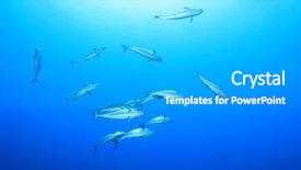  Presentation with tuna fish - PPT theme having tuna fish in the sea background and a light gray colored foreground