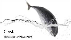  Presentation with fish tuna - Beautiful presentation theme featuring tuna fish jumping backdrop and a white colored foreground