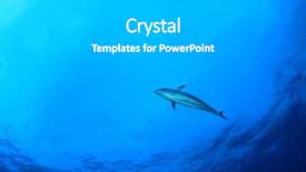  Presentation with fish tuna - Slide set consisting of tuna fish live in ocean background and a light gray colored foreground