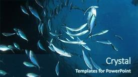  Presentation with fish tuna - Cool new slides with tuna fish live in ocean backdrop and a ocean colored foreground