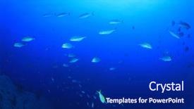  Presentation with fish tuna - Colorful PPT theme enhanced with tuna fish live on ocean backdrop and a navy blue colored foreground
