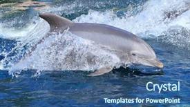  Presentation with funny animal - Audience pleasing presentation consisting of tuna fish swimming ocean - bottlenose dolphin jumping in bluelagoon backdrop and a ocean colored foreground
