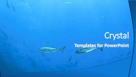 Presentation with tuna fish - Slide deck consisting of tuna fish underwater in blue background and a teal colored foreground