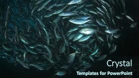  Presentation with tuna fish - Slide deck consisting of tuna fish underwater in ocean background and a wine colored foreground