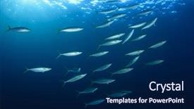  Presentation with tuna fish - Slide set featuring tuna fish underwater live ocean background and a navy blue colored foreground