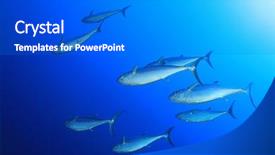  Presentation with fish tuna - Theme consisting of tuna fish underwater background and a  colored foreground