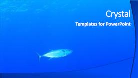  Presentation with fish tuna - Amazing slide set having tuna fish underwater backdrop and a gray colored foreground