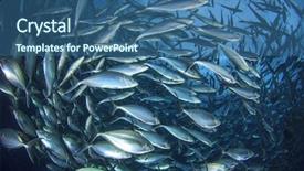  Presentation with fish tuna - Audience pleasing slide set consisting of tuna fish backdrop and a ocean colored foreground
