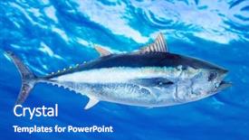  Presentation with tuna fish - Audience pleasing slides consisting of tuna thunnus thynnus saltwater fish backdrop and a cobalt blue colored foreground