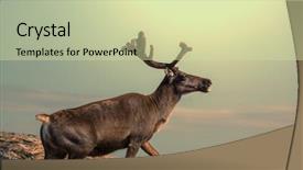  Presentation with tundra - Colorful PPT theme enhanced with tundra - raindeer in norway backdrop and a soft green colored foreground