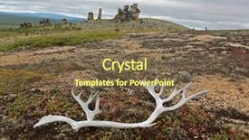  Presentation with antlers - Beautiful PPT theme featuring tundra landscape with old reindeer backdrop and a tawny brown colored foreground