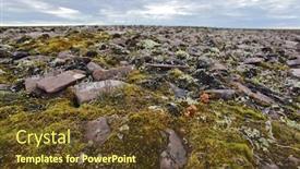  Presentation with mushrooms - Audience pleasing presentation theme consisting of tundra-surface-and-mushrooms backdrop and a tawny brown colored foreground