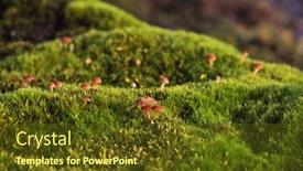  Presentation with tundra - Slide deck consisting of tundra-surface-and-mushrooms background and a tawny brown colored foreground