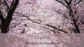  Presentation with bloom - Amazing presentation theme having tunnel-of-cherry-blossoms backdrop and a  colored foreground