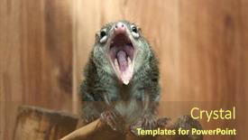  Presentation with rodent - Theme featuring tupaia glis tree shrew rodent animal fur squirrel background and a tawny brown colored foreground