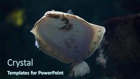  Presentation with marine - Slide set consisting of turbot-scophthalmus-maximus-marine-fish background and a wine colored foreground