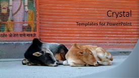  Presentation with sleeping - Colorful PPT layouts enhanced with turd in front rishikesh india backdrop and a red colored foreground