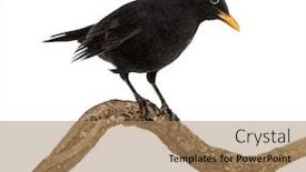  Presentation with branch - PPT theme with turdus-merula-on-a-wood background and a coral colored foreground