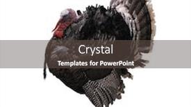  Presentation with bird flu - Cool new slide deck with turkey bird isolated on white backdrop and a dark gray colored foreground