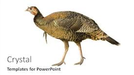  Presentation with hen - Presentation theme consisting of turkey-hen-or-very-young background and a white colored foreground