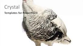  Presentation with turkey - Theme enhanced with turkey-meleagris-gallopavo-standing-isolated background and a white colored foreground