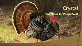  Presentation with red white blue - PPT theme enhanced with turkey tom strutting his stuff with red wattles and blue white head background and a tawny brown colored foreground