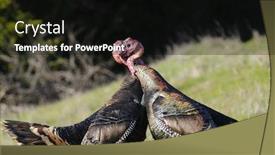  Presentation with turkey - Cool new presentation theme with turkey-toms-fighting-with-each backdrop and a black colored foreground