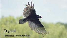  Presentation with wetlands - Theme enhanced with turkey vulture in flight over florida wetlands background and a mint green colored foreground