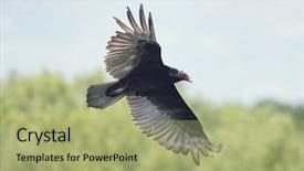  Presentation with wetlands - Slide set enhanced with turkey vulture in flight over florida wetlands background and a mint green colored foreground