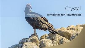  Presentation with juvenile - Presentation theme enhanced with turkey vulture juvenile peru background and a light blue colored foreground