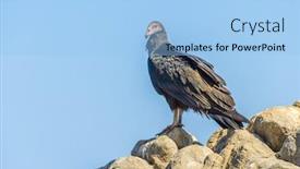  Presentation with juvenile - Beautiful slides featuring turkey vulture juvenile peru backdrop and a light blue colored foreground