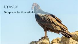  Presentation with juvenile - Slides featuring turkey vulture juvenile peru background and a sky blue colored foreground