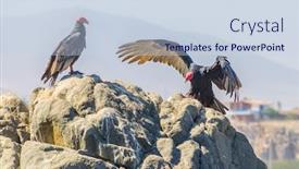  Presentation with turkey - Presentation theme enhanced with turkey vultures peru background and a sky blue colored foreground