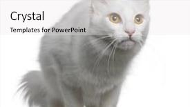  Presentation with turkish - Theme with turkish angora 18 months old background and a white colored foreground