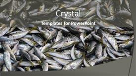  Presentation with istanbul bosphorus bridge turkey - Beautiful slide deck featuring turkish-street-fish-shop-istanbul backdrop and a gray colored foreground