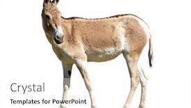  Presentation with animal pets on white - Beautiful theme featuring turkmenian-kulan-equus-hemionus-kulan backdrop and a white colored foreground