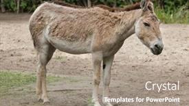  Presentation with nude women ass - Presentation design enhanced with turkmenian-kulan-equus-hemionus-kulan background and a gray colored foreground