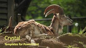  Presentation with animal - Beautiful slide set featuring turkmenistan - bukhara urial ovis orientalis bochariensis backdrop and a  colored foreground