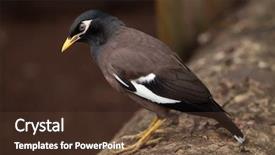  Presentation with indian - PPT theme with turkmenistan - common myna acridotheres tristis also background and a tawny brown colored foreground