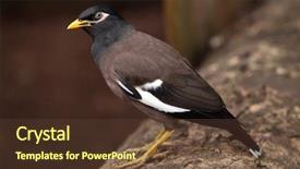  Presentation with indian - Beautiful PPT theme featuring turkmenistan - common myna acridotheres tristis also backdrop and a tawny brown colored foreground