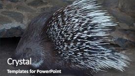  Presentation with indian - Colorful PPT layouts enhanced with turkmenistan - indian crested porcupine hystrix indica backdrop and a dark gray colored foreground