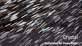  Presentation with indian - Presentation theme featuring turkmenistan - indian crested porcupine hystrix indica background and a dark gray colored foreground