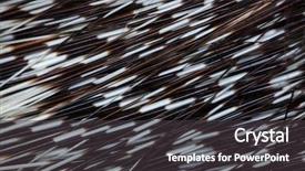  Presentation with indian - Beautiful presentation design featuring turkmenistan - indian crested porcupine hystrix indica backdrop and a dark gray colored foreground