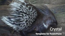  Presentation with indian - PPT theme enhanced with turkmenistan - indian crested porcupine hystrix indica background and a dark gray colored foreground