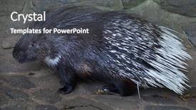  Presentation with indian - Slide deck featuring turkmenistan - indian crested porcupine hystrix indica background and a dark gray colored foreground