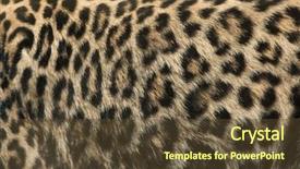  Presentation with persian - Colorful slide set enhanced with turkmenistan - persian leopard panthera pardus saxicolor backdrop and a tawny brown colored foreground